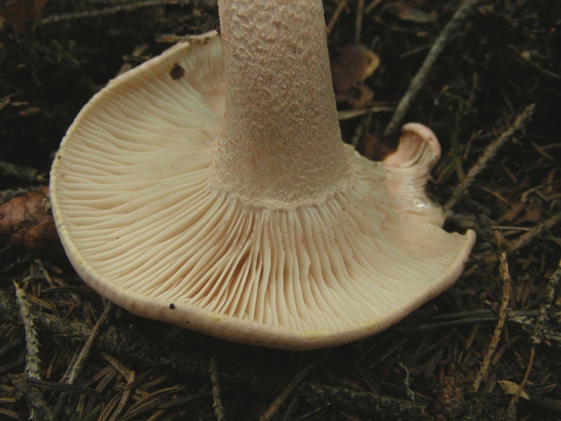 Hygrophorus fragicolor